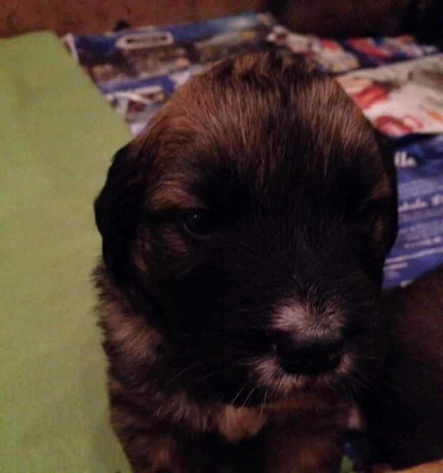 Blanding af racer Cato billede 2