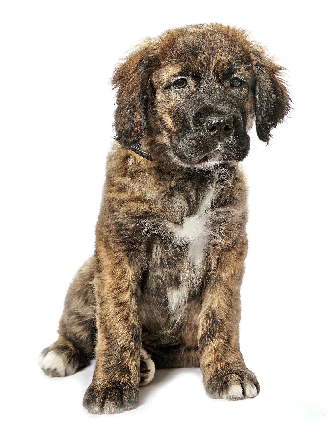 Blanding af racer Cato billede 3