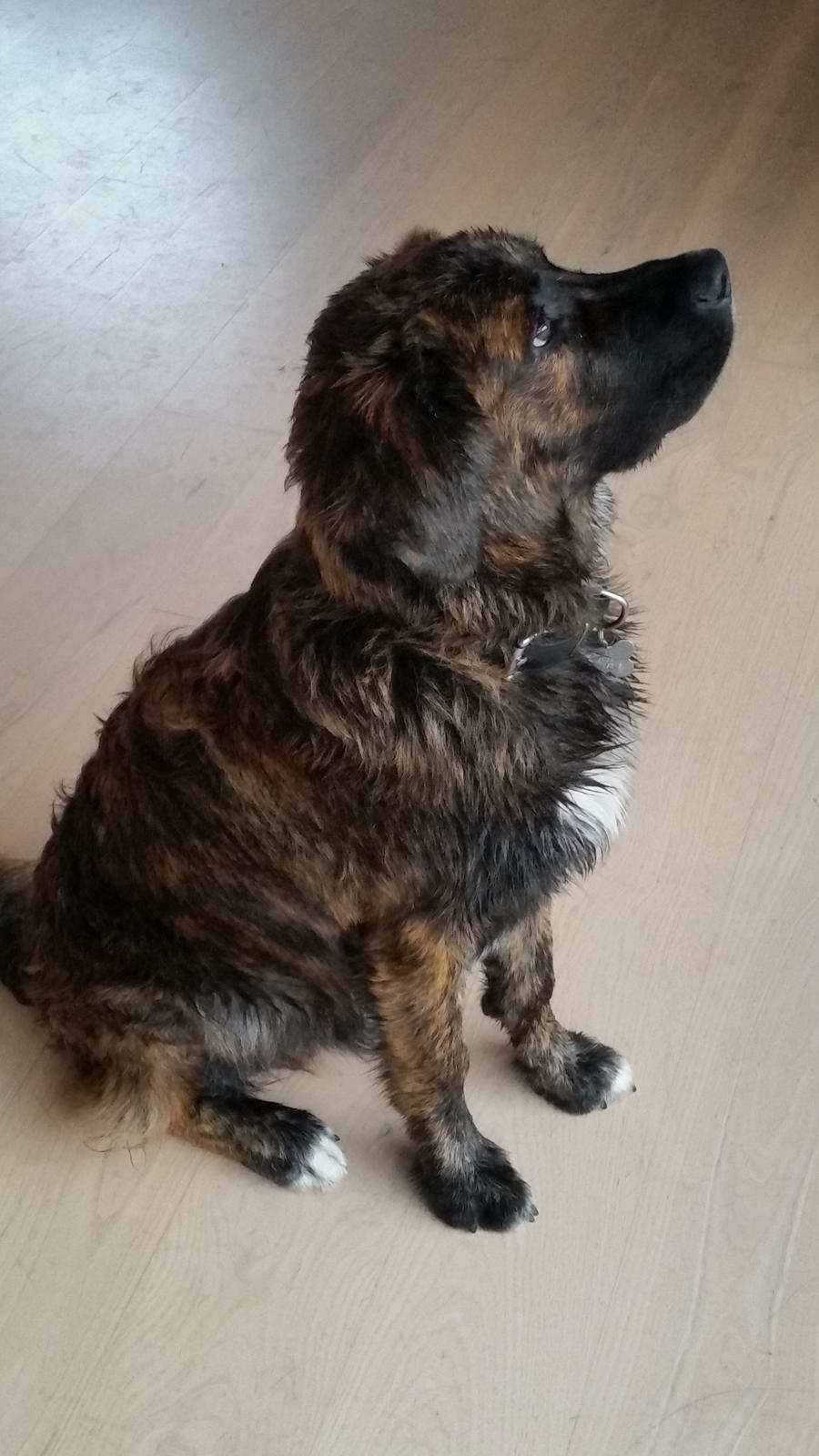 Blanding af racer Cato billede 4