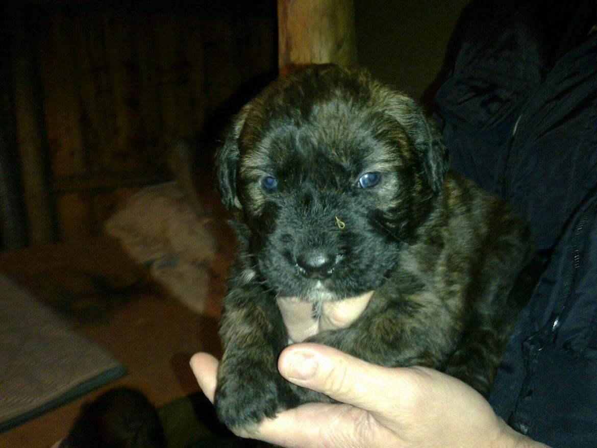 Blanding af racer Cato billede 1