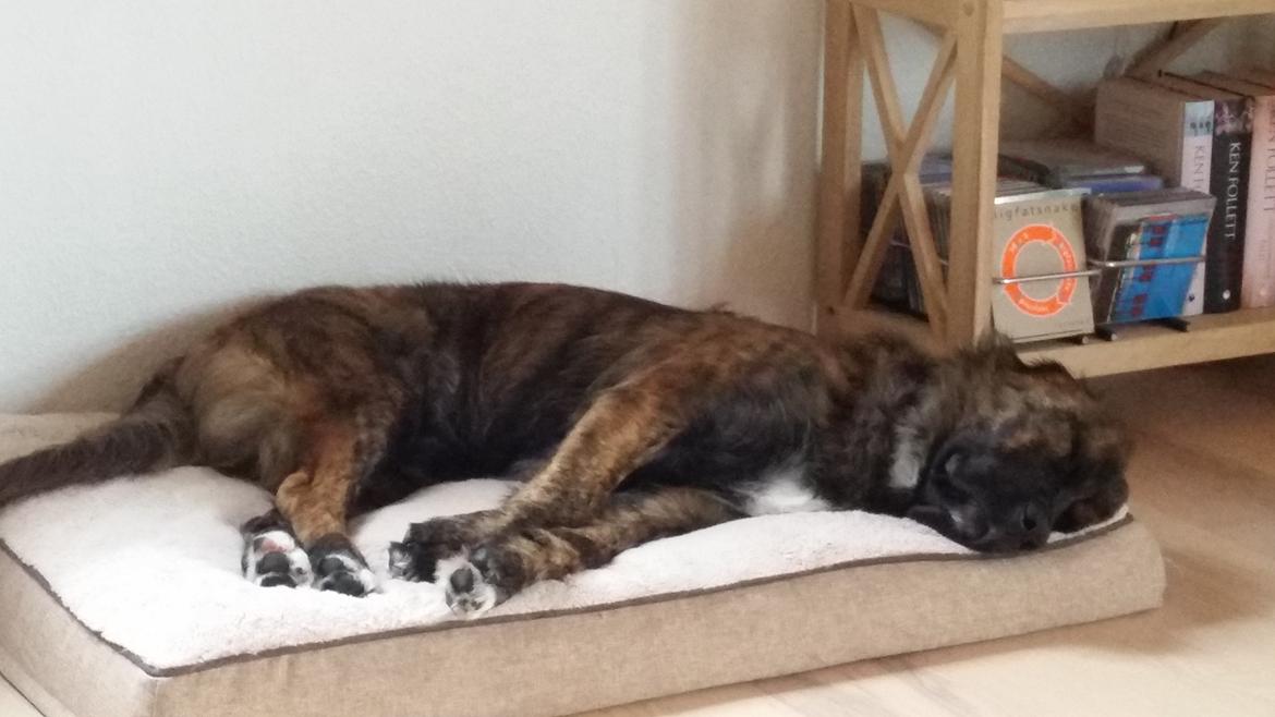 Blanding af racer Cato billede 5