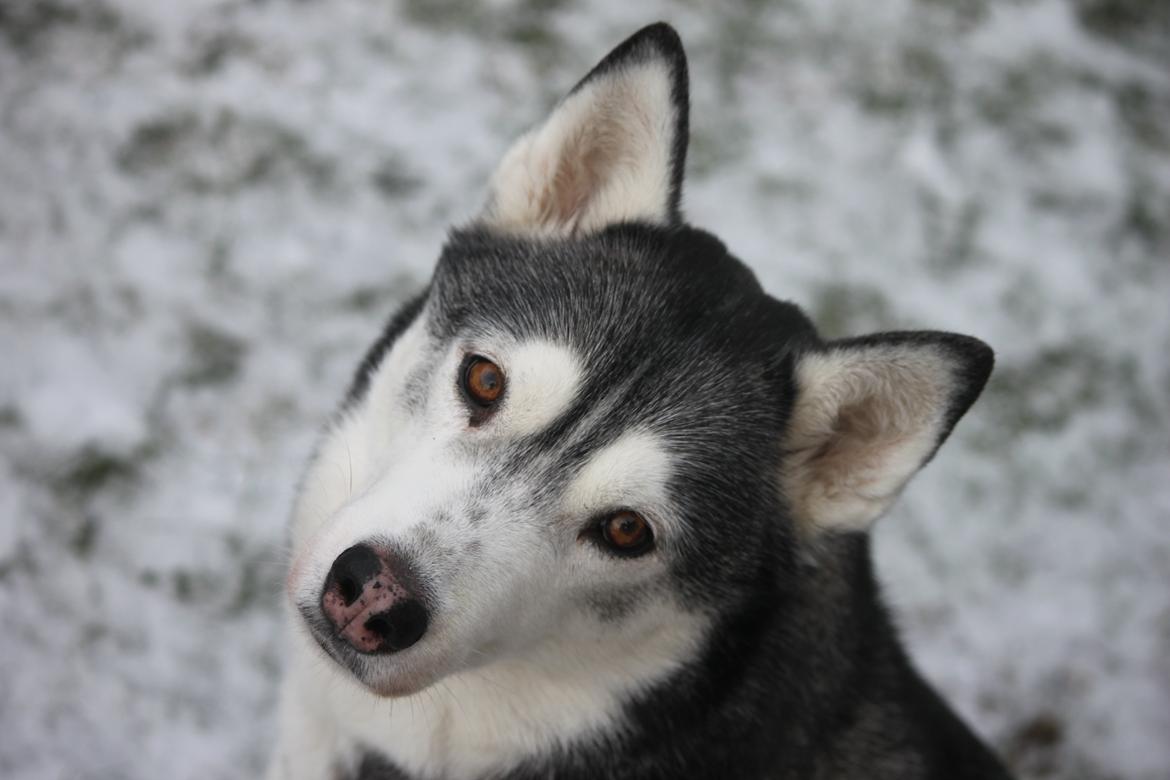 Siberian husky Snow Husky Ziemabor Jamie [Himmelhund]  - 18-1-16 billede 1