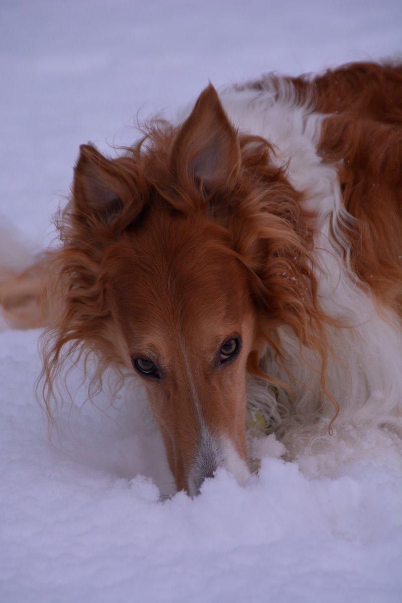 Borzoi - Kashmir 'Wild wind of Russia' billede 18