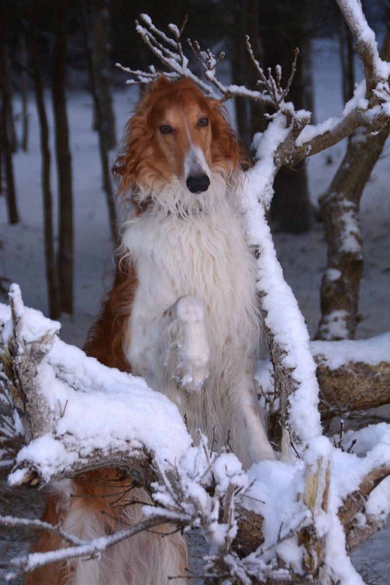 Borzoi - Kashmir 'Wild wind of Russia' billede 12