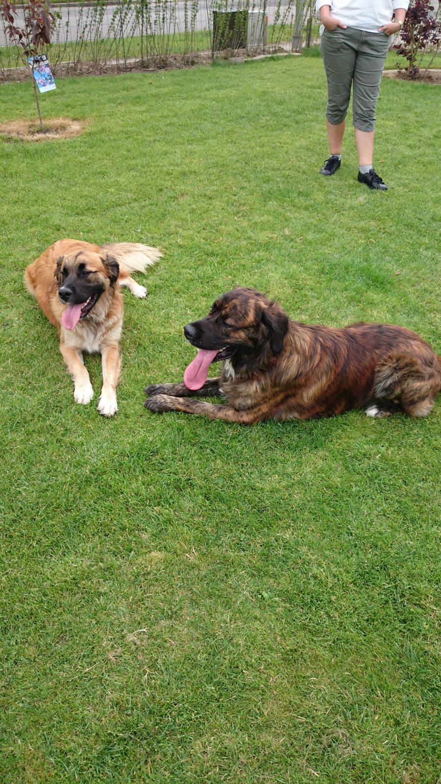 Blanding af racer Cato billede 6