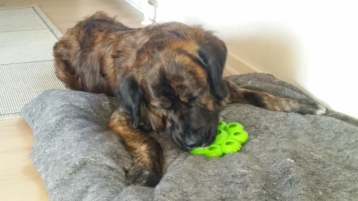 Blanding af racer Cato billede 7