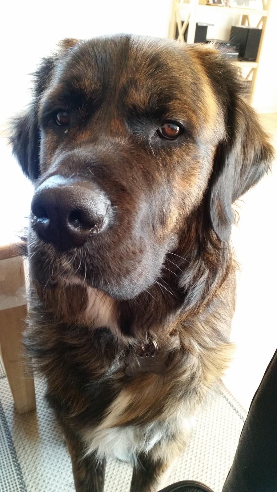 Blanding af racer Cato billede 8