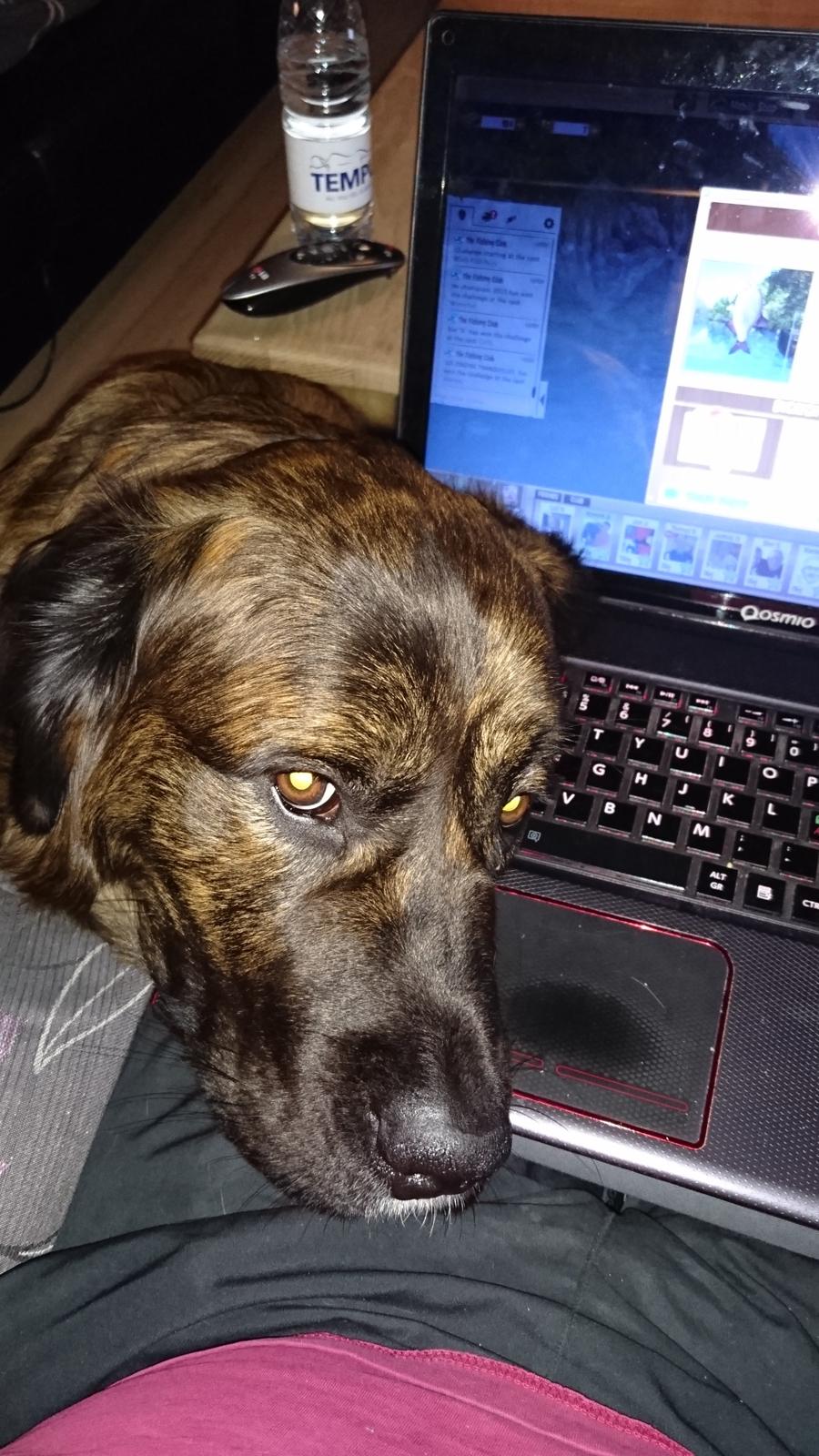 Blanding af racer Cato billede 10