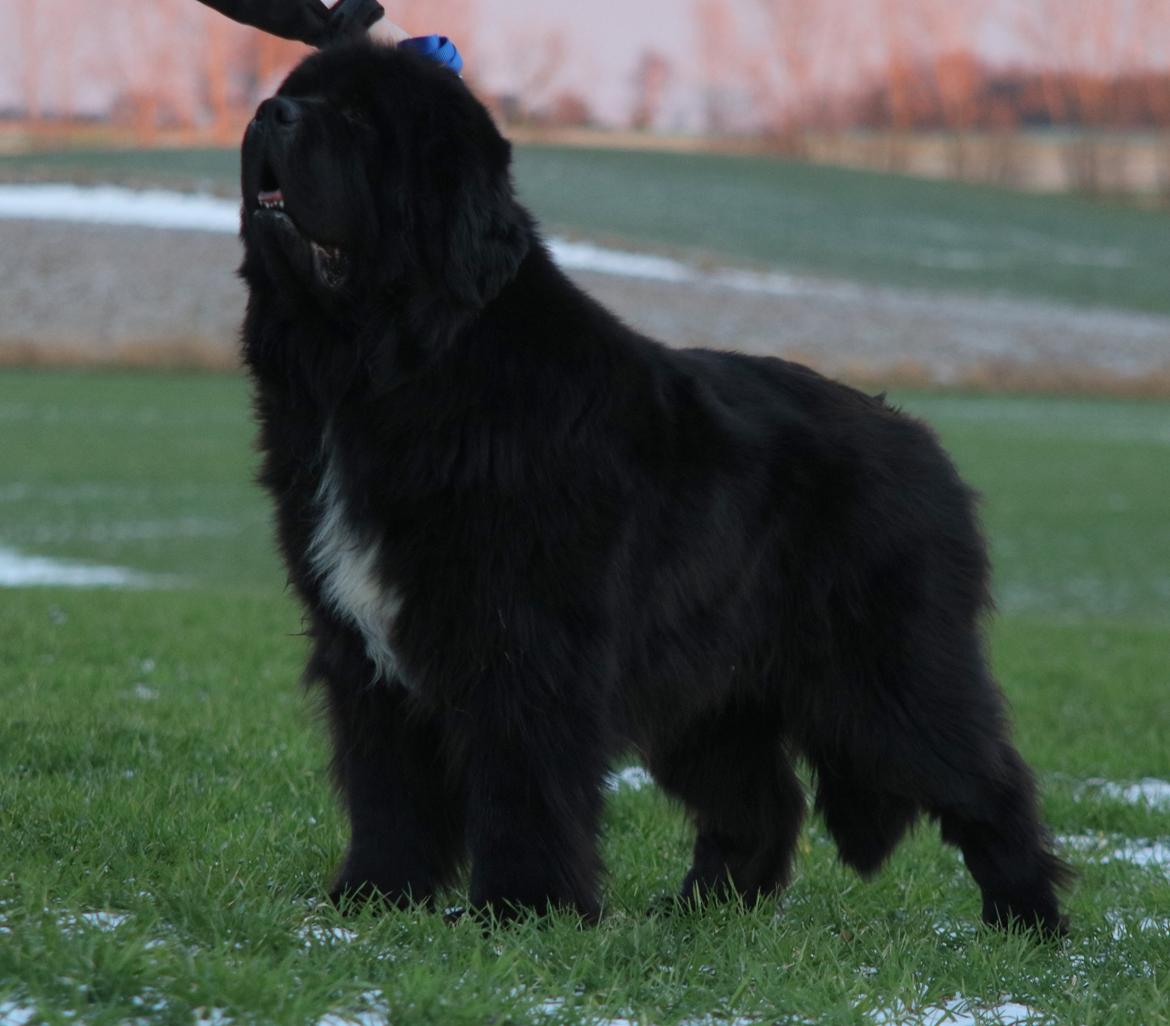 Newfoundlænder La Bella´s Youngster billede 14