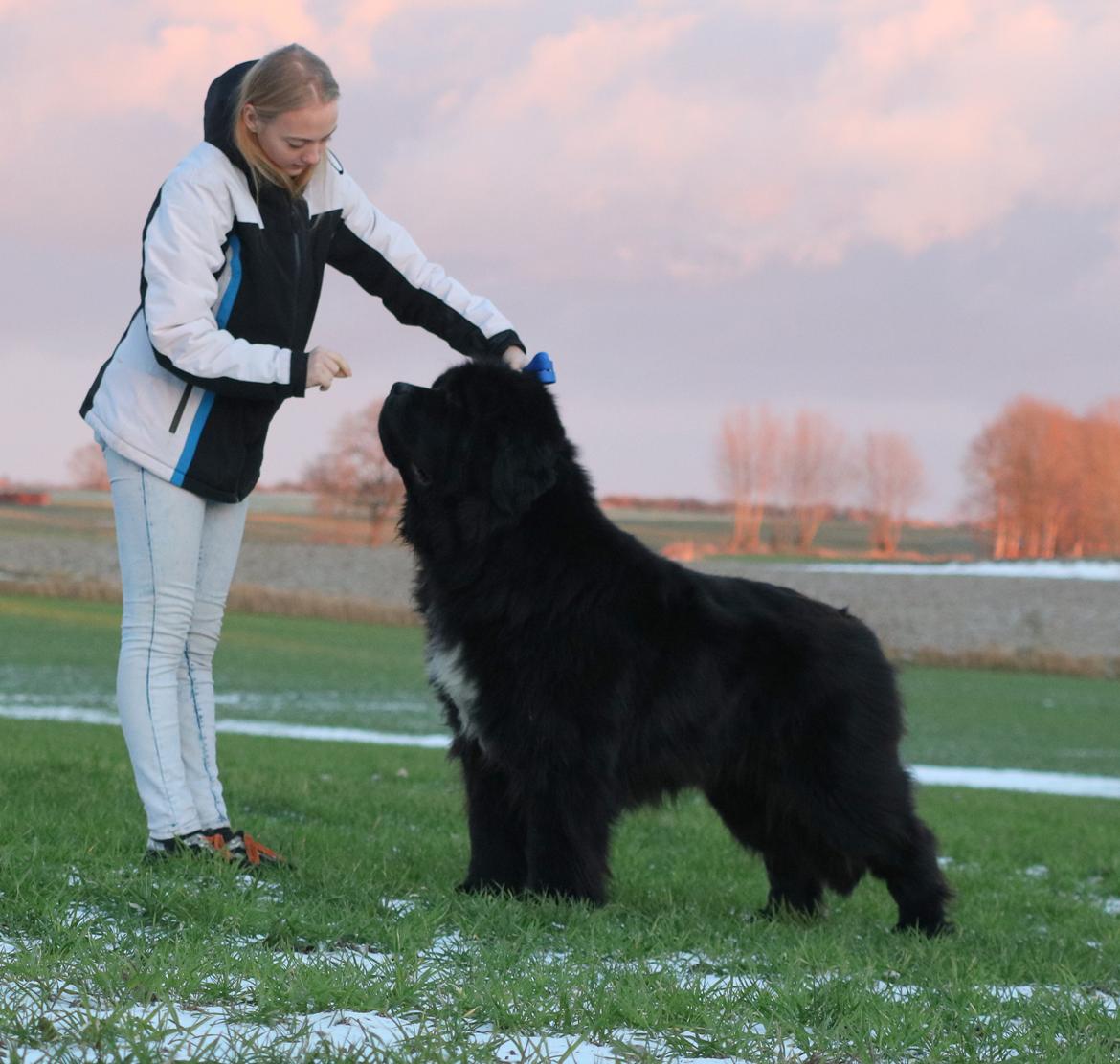 Newfoundlænder La Bella´s Youngster billede 15