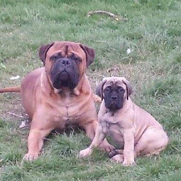 Bullmastiff Boulevard of fames Effi billede 1