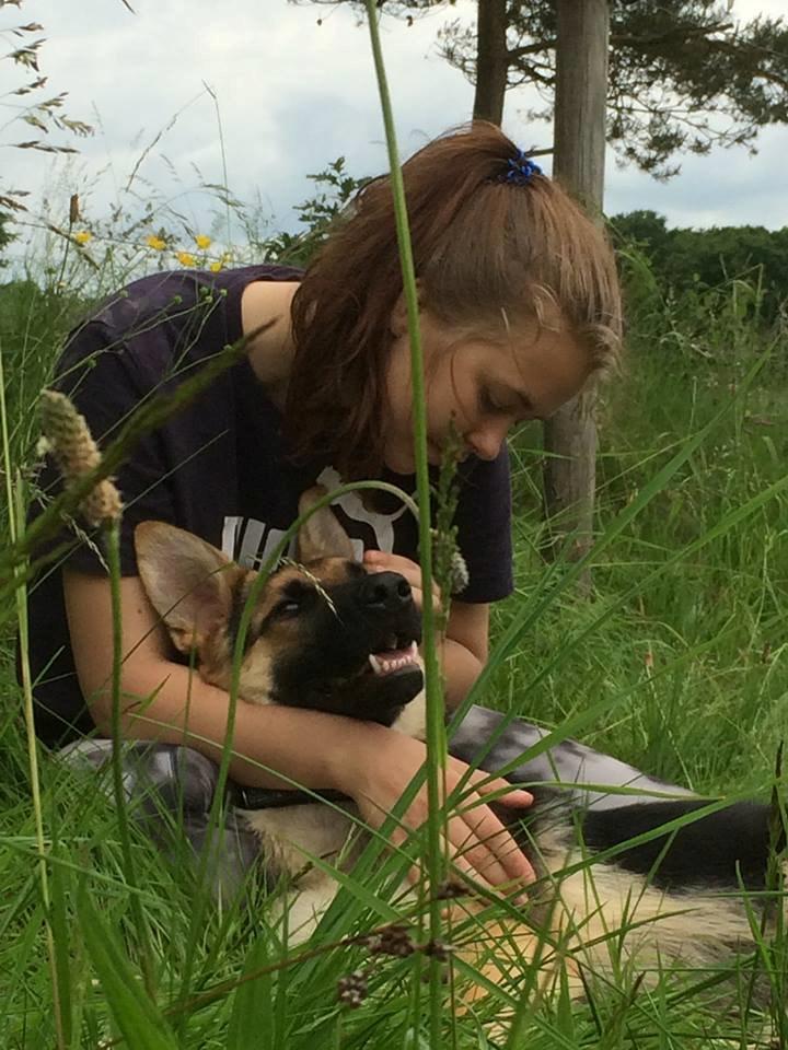 Schæferhund Beat billede 6