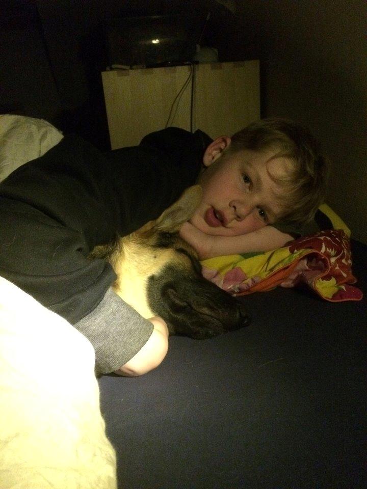 Schæferhund Beat billede 8