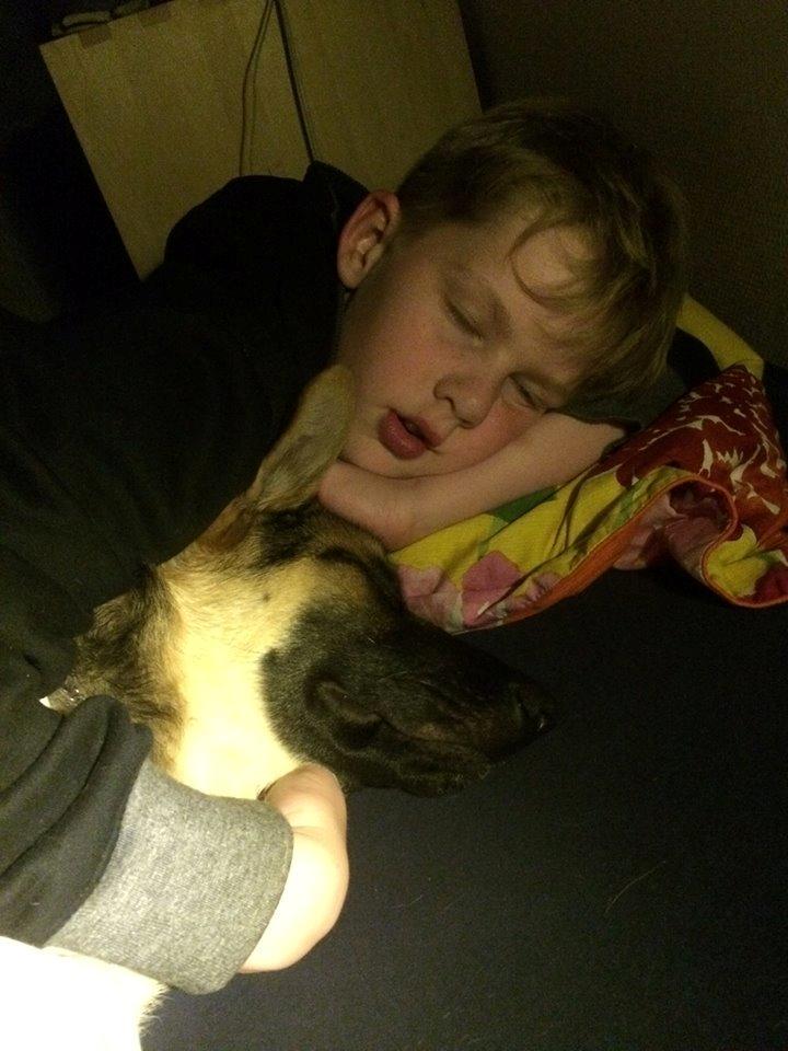 Schæferhund Beat billede 7