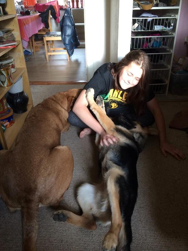 Schæferhund Beat billede 5