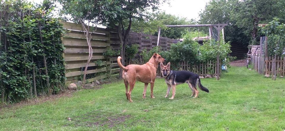 Schæferhund Beat billede 9