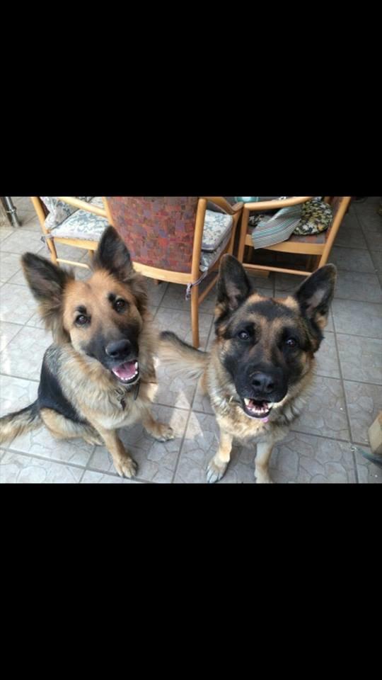 Schæferhund Beat - Beety´s forældre :) billede 42