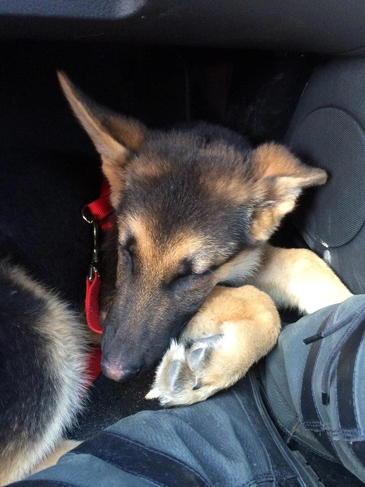 Schæferhund Beat - Da vin hentede ham April 2015 billede 10