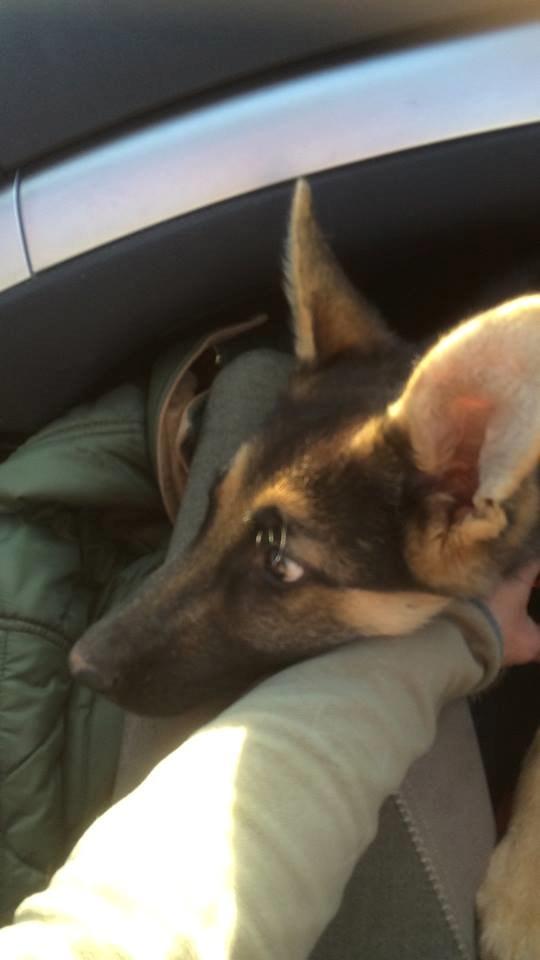 Schæferhund Beat - Da vi hentede ham April 2015 billede 11