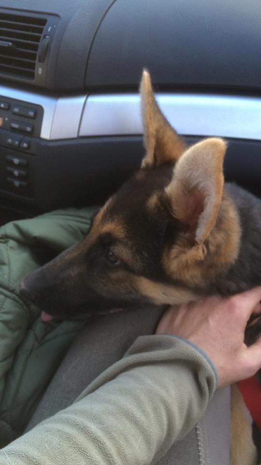 Schæferhund Beat - Da vi hentede ham April 2015 billede 12