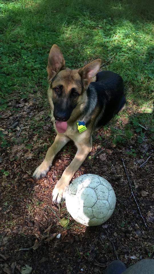 Schæferhund Beat billede 13