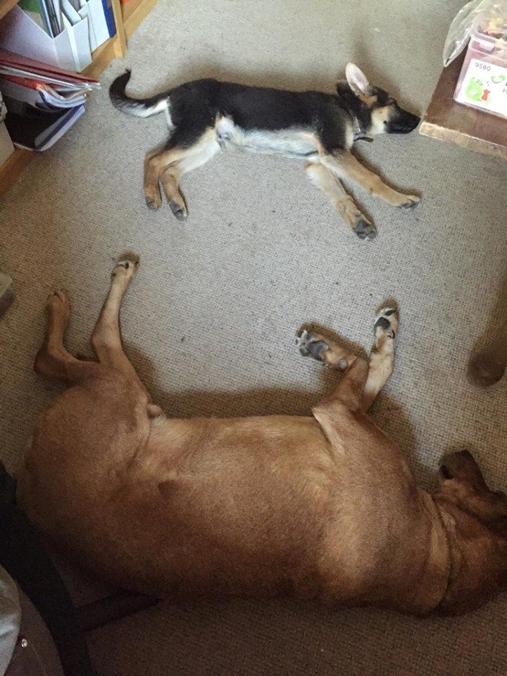 Schæferhund Beat billede 4