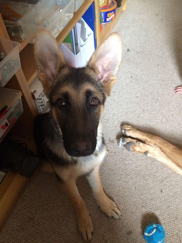 Schæferhund Beat billede 15