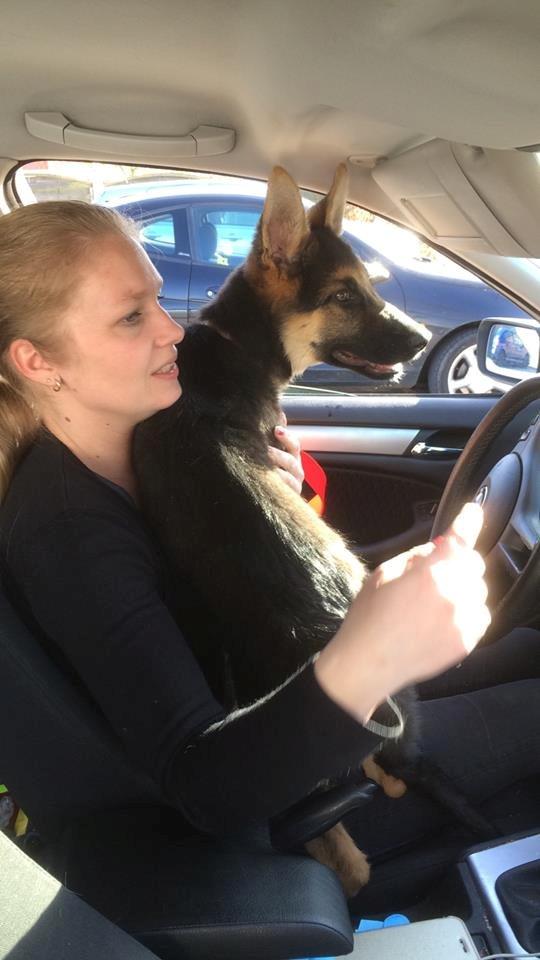 Schæferhund Beat - Da vi hentede ham April 2015 billede 14