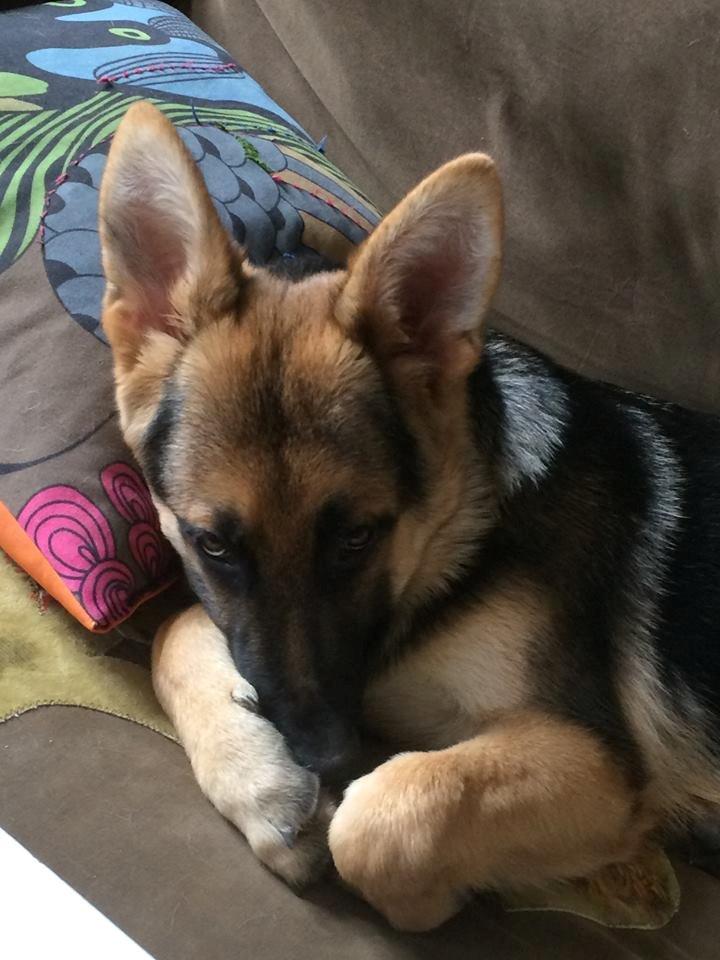 Schæferhund Beat billede 17