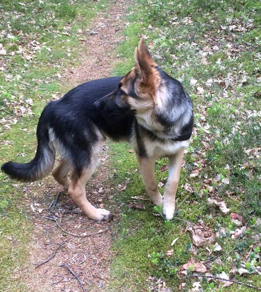 Schæferhund Beat billede 18