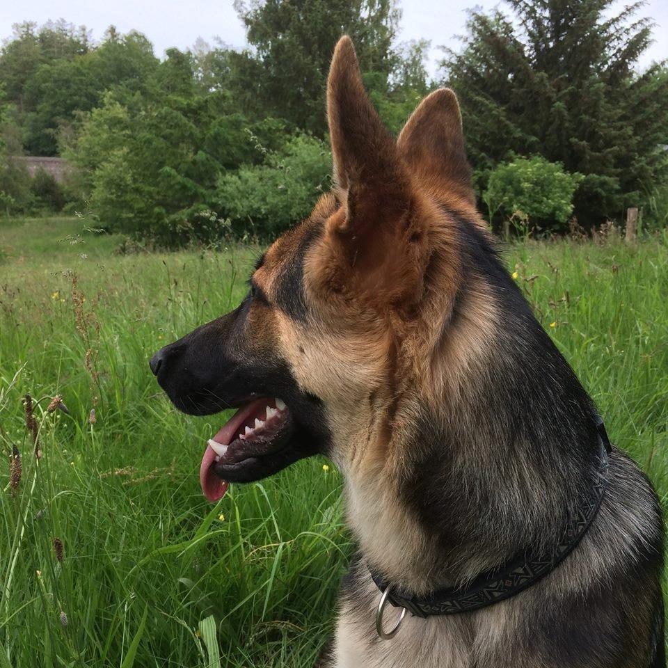 Schæferhund Beat billede 19