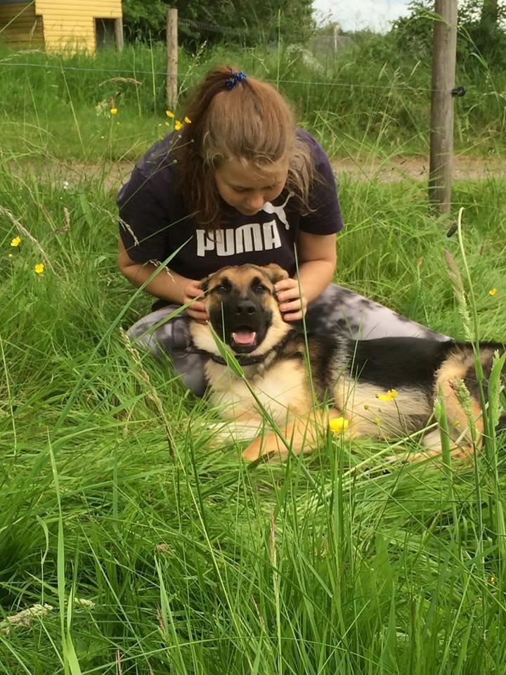 Schæferhund Beat billede 20