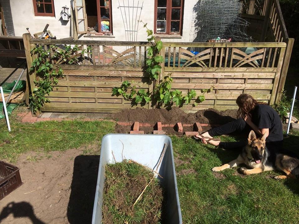 Schæferhund Beat billede 21