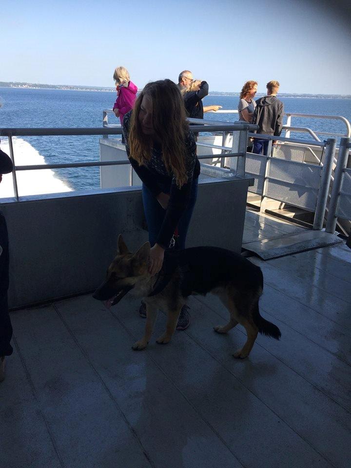 Schæferhund Beat billede 22