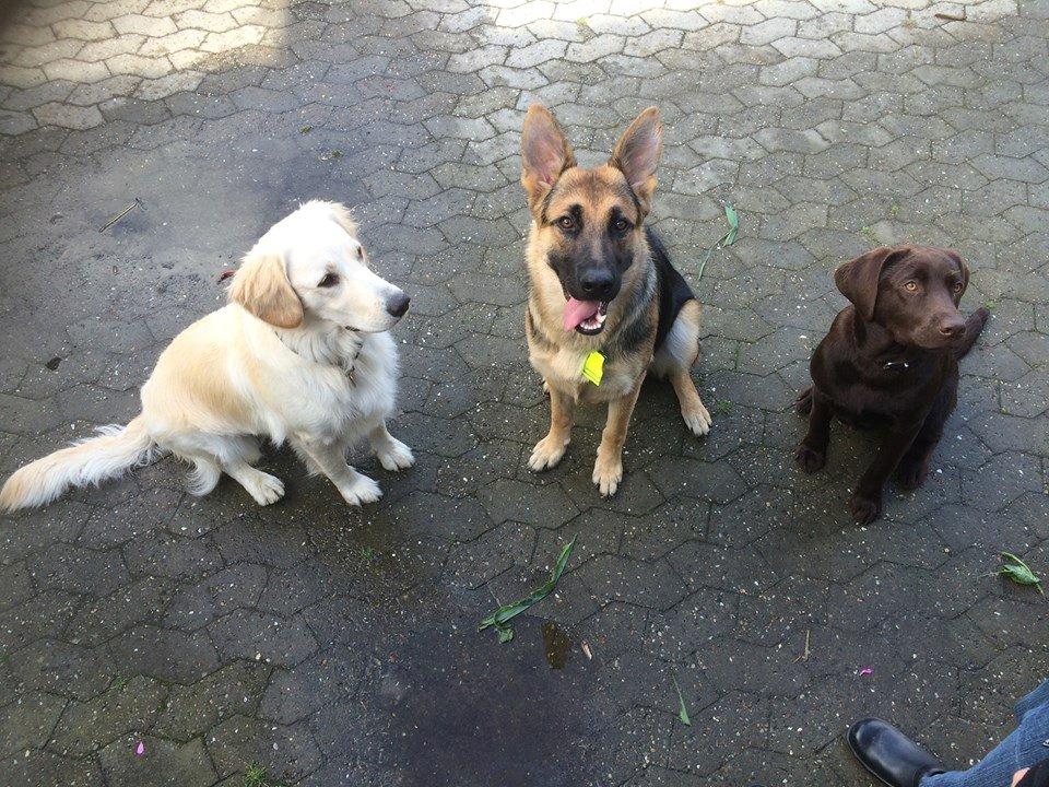 Schæferhund Beat billede 24