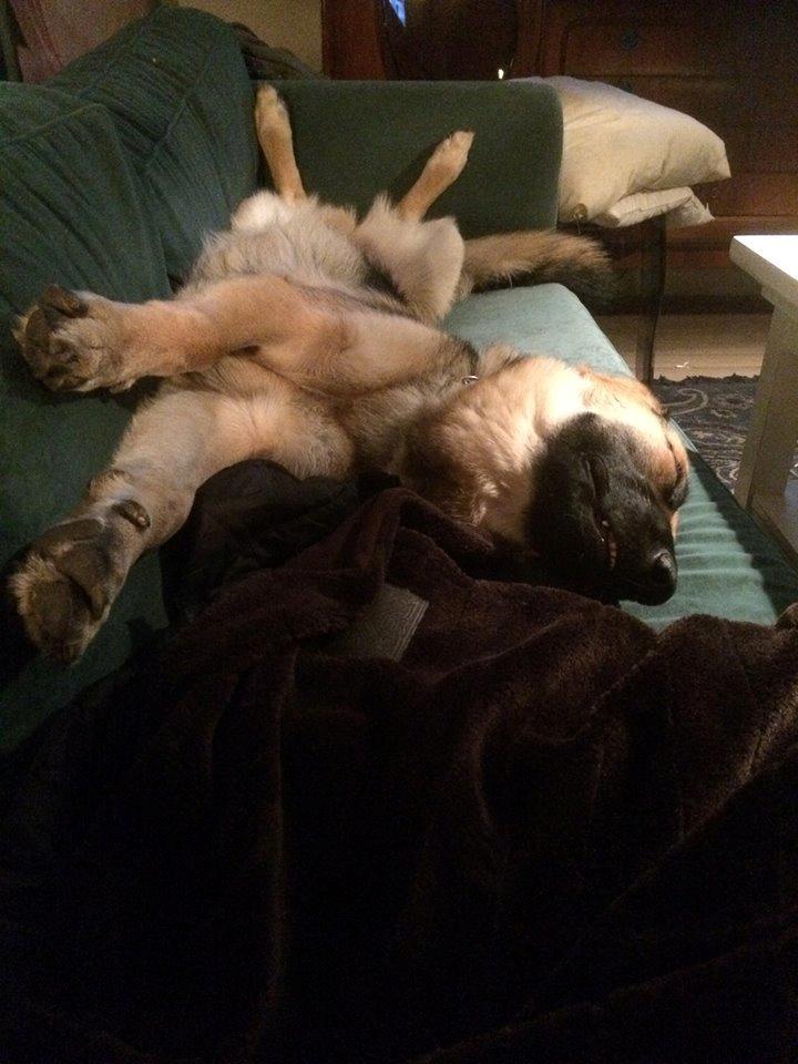 Schæferhund Beat billede 26