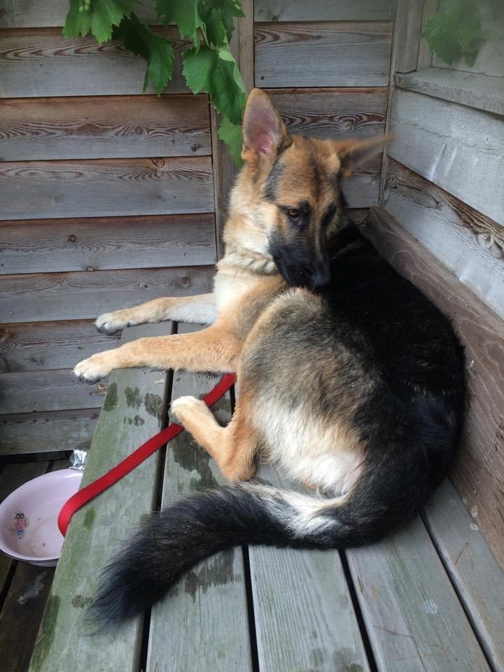 Schæferhund Beat billede 25