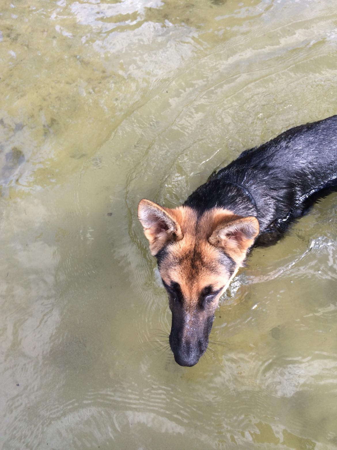 Schæferhund Beat billede 28