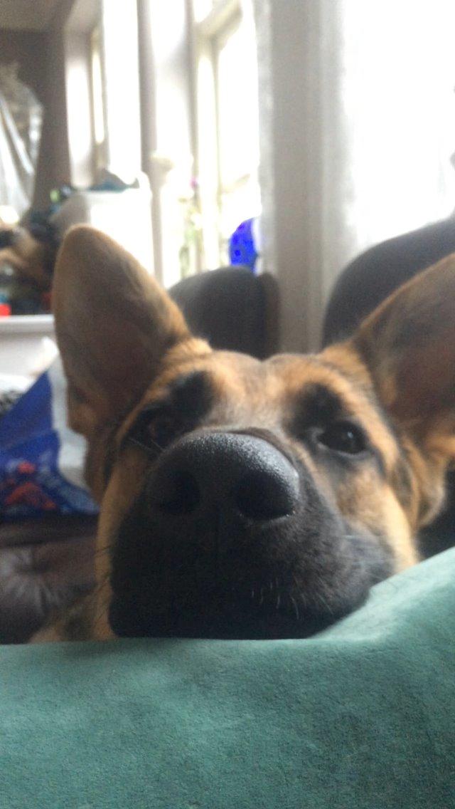 Schæferhund Beat billede 29