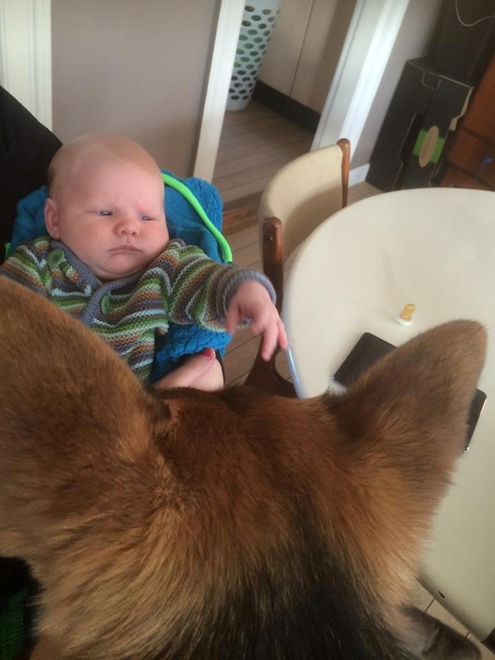 Schæferhund Beat billede 27