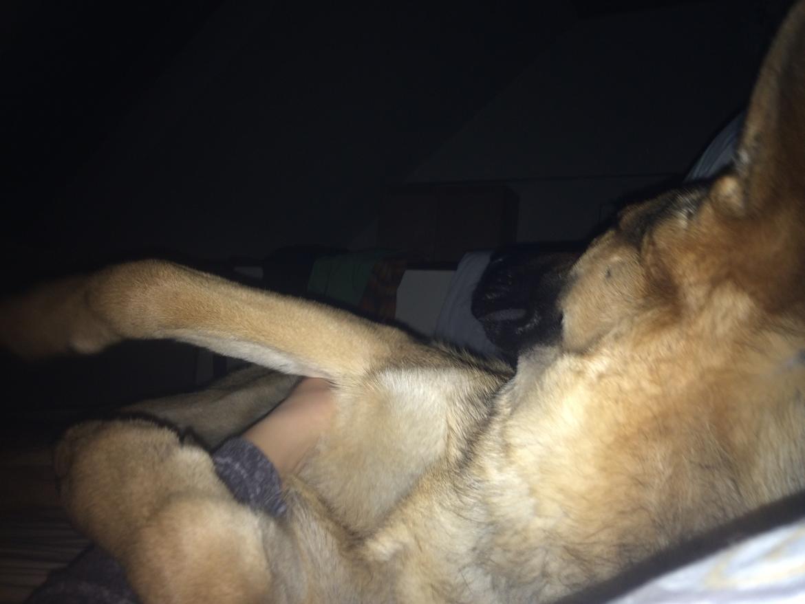 Schæferhund Beat billede 30