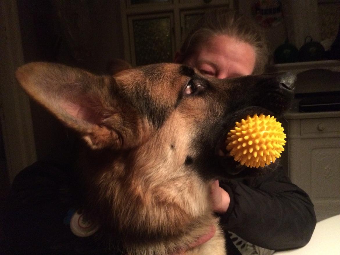 Schæferhund Beat billede 31