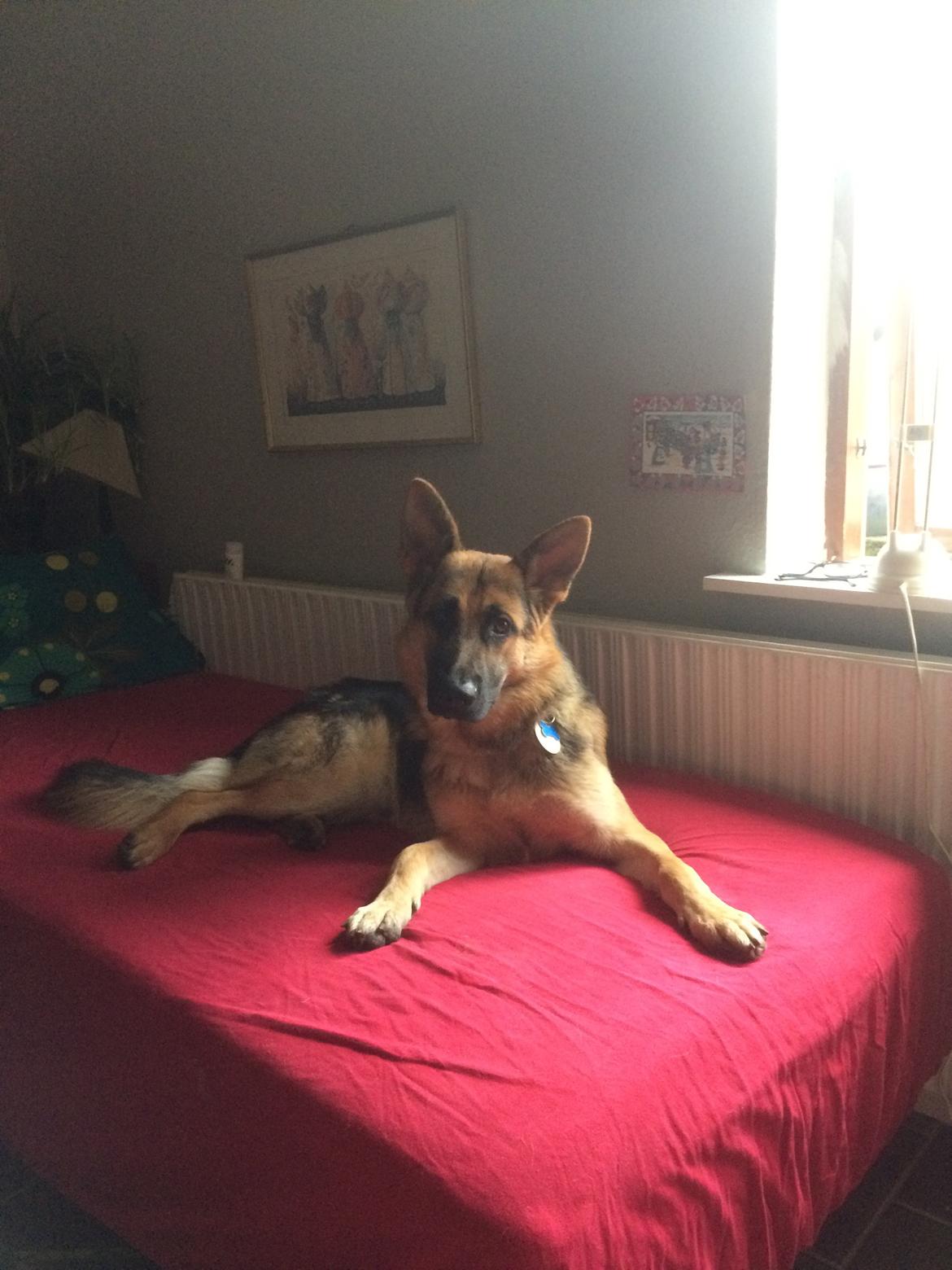 Schæferhund Beat billede 32