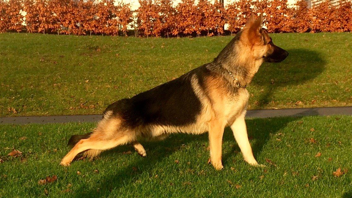 Schæferhund Beat billede 2