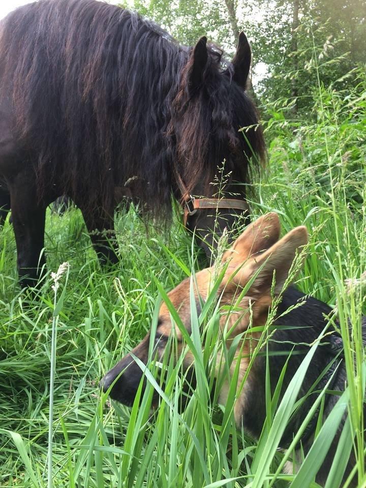Schæferhund Beat billede 34