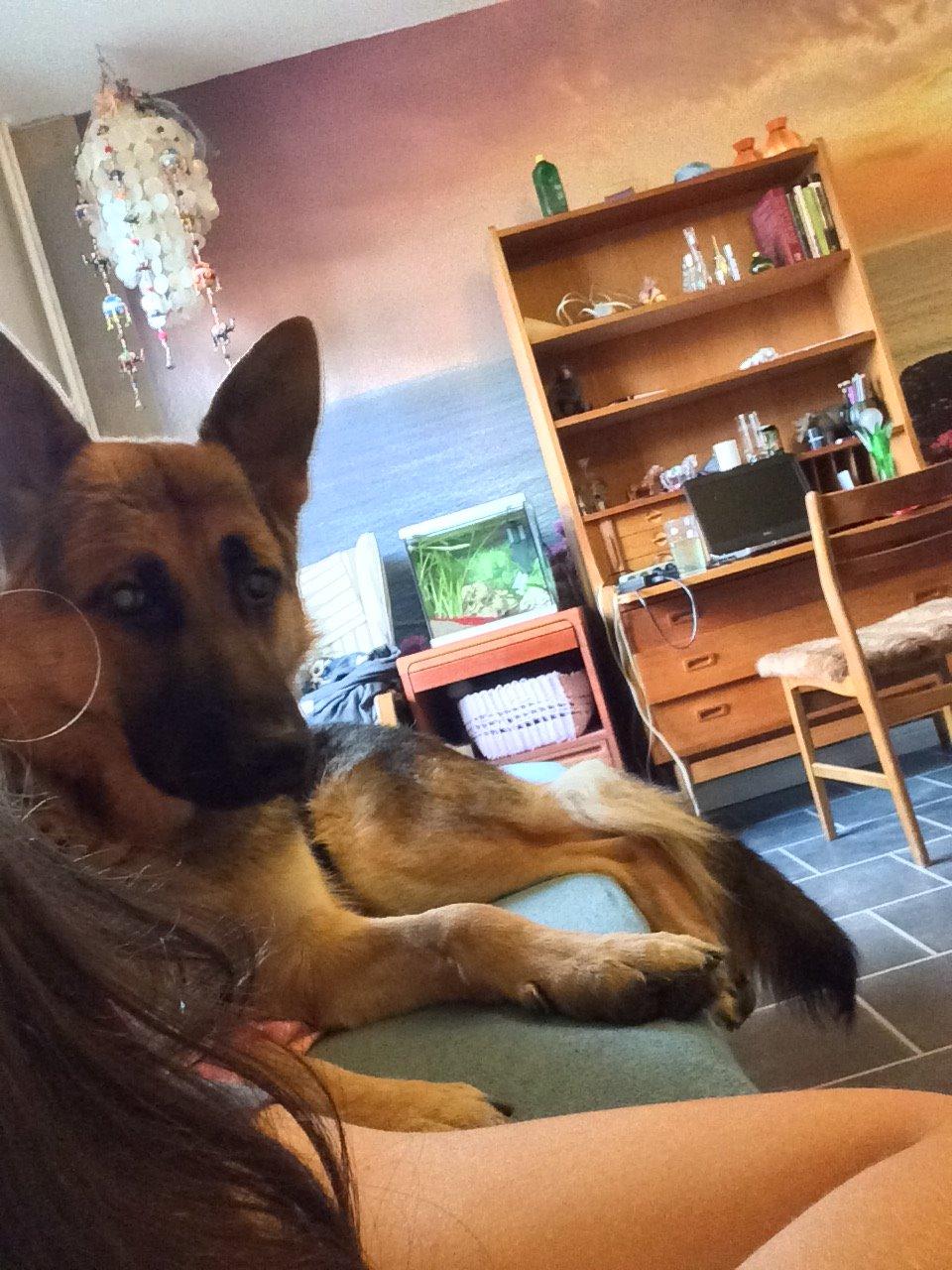 Schæferhund Beat billede 33