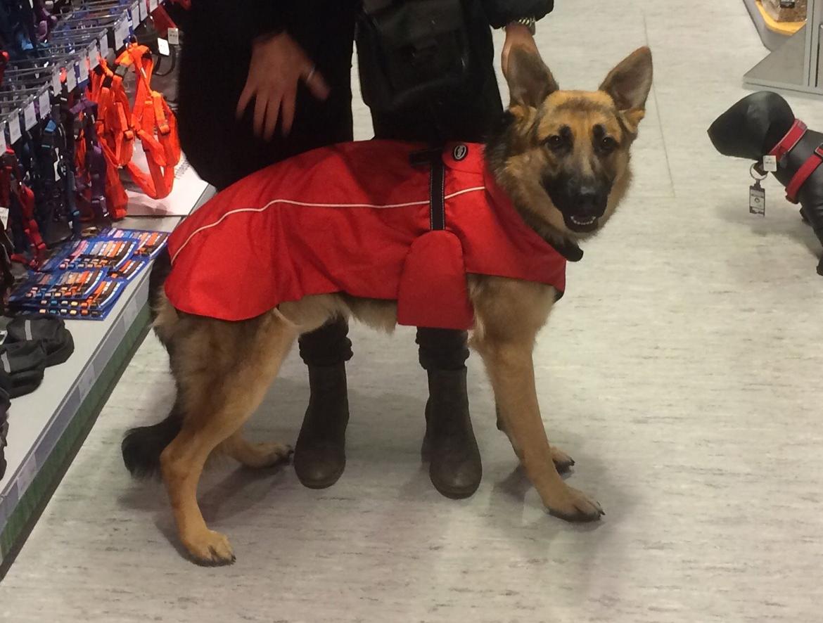 Schæferhund Beat billede 3