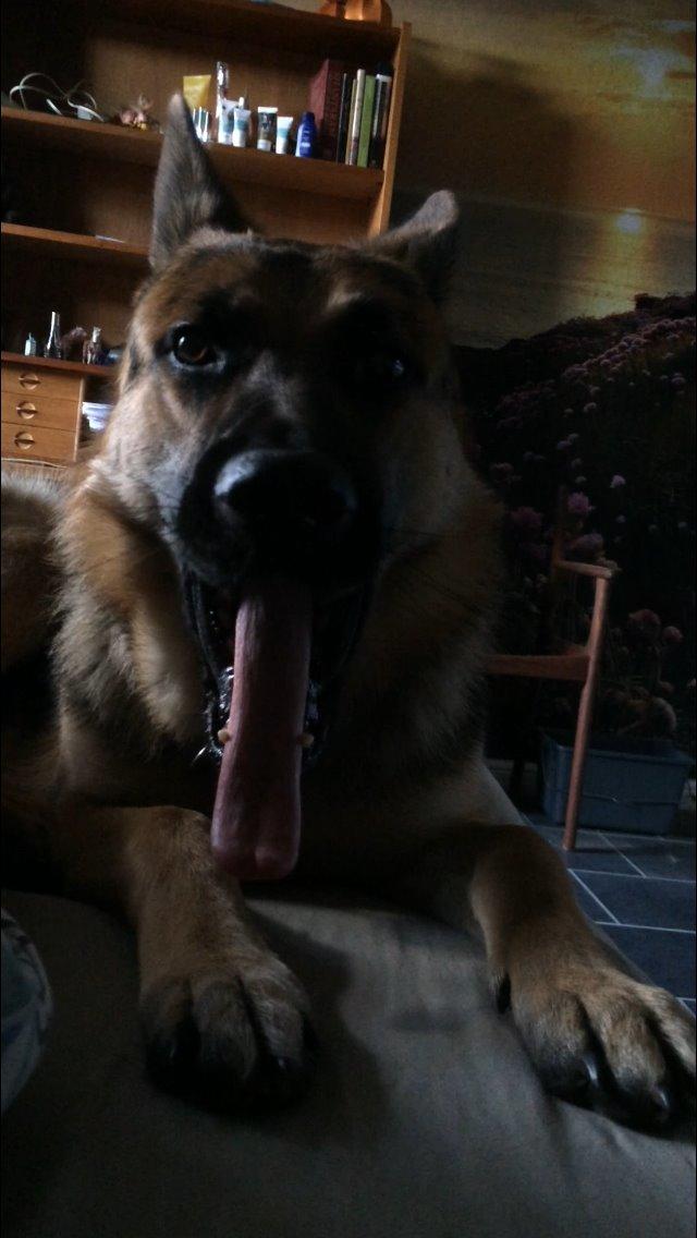 Schæferhund Beat billede 36