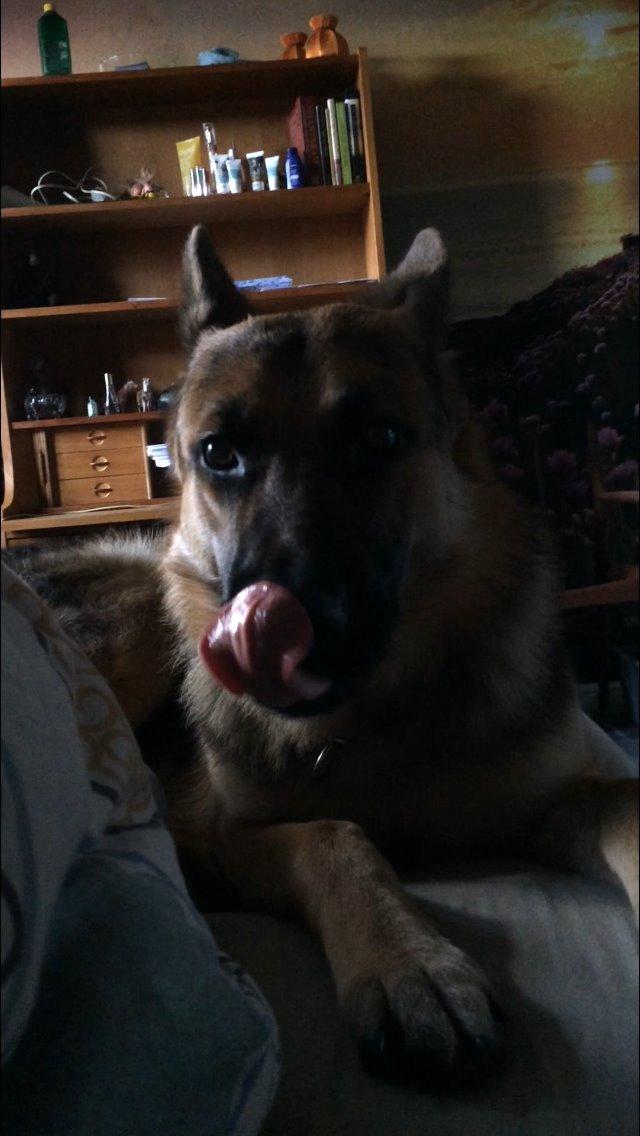 Schæferhund Beat billede 37