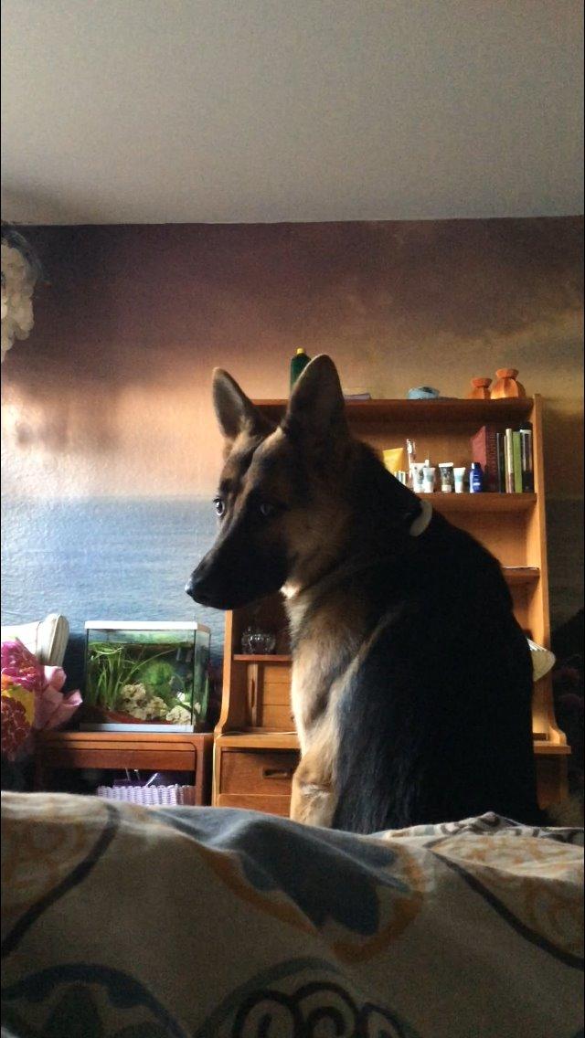 Schæferhund Beat billede 38